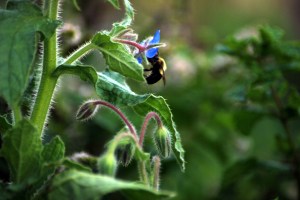 Bumblin 'round the borage